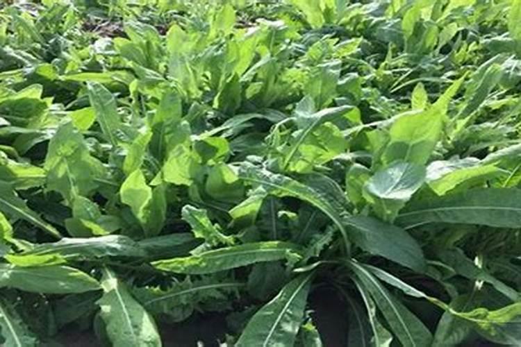 优质菊苣牧草种植时需要注意些什么 病虫害如何防治