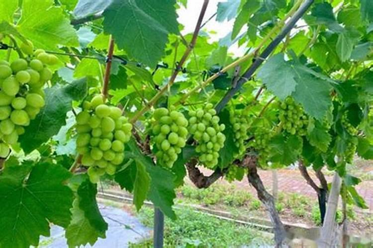 葡萄每年要施几次肥,每次都在什么时间施,每次施肥都一样吗