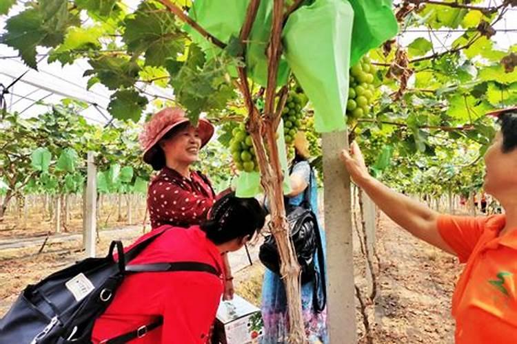 家养君子兰氮磷钾如何采用