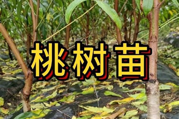 天义镇简介