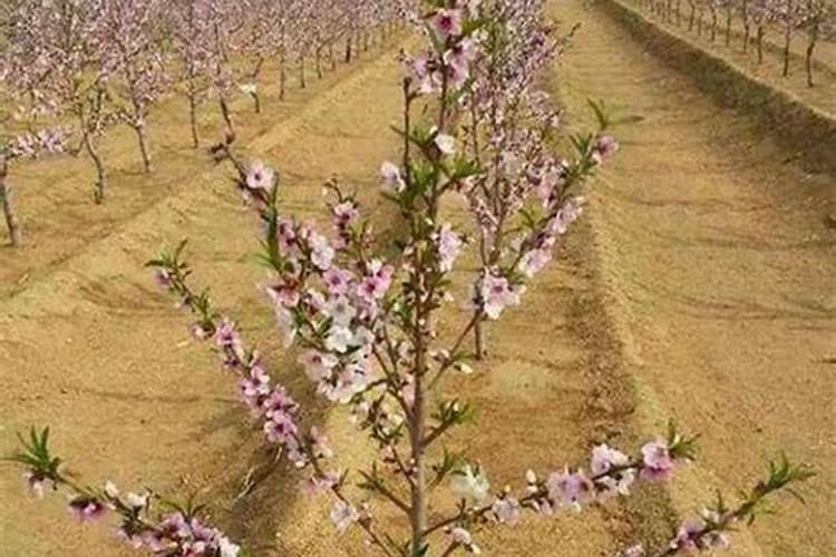 桃树什么时候施肥最好桃树施肥的最佳时间