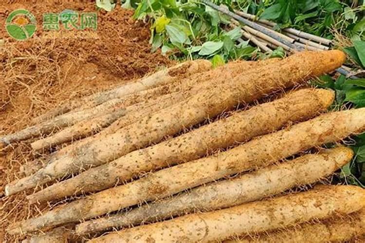 麻山药67月多久施肥一次