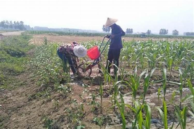 玉米叶面氮肥可以代替尿素吗