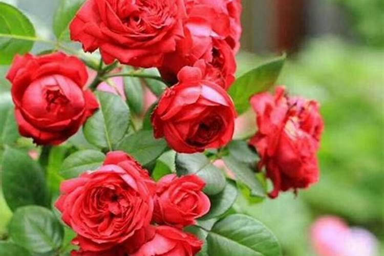 月季夏季施肥时间和方法