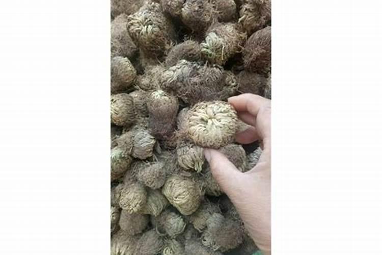 种植甘蔗可以用什么肥料？