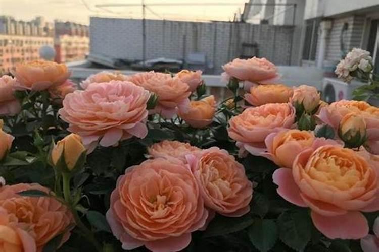 营养液的正确使用方法浇花
