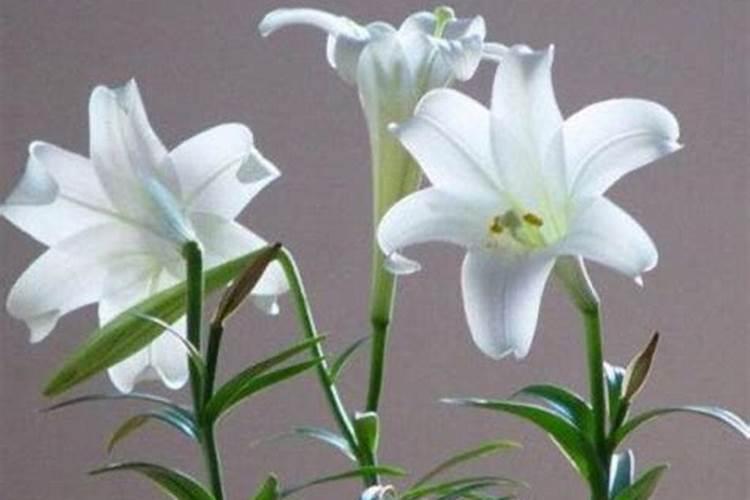 百合花施什么肥料最好;养花怎么施肥花才养得好