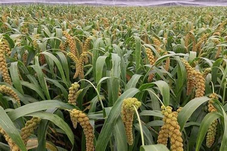 柑橘种植土壤要求 柑橘怎么施肥好