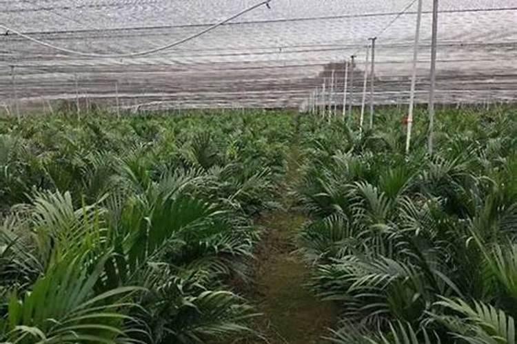 葡萄施肥第一大忌