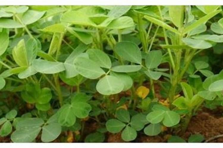花生空壳用什么肥料好？
