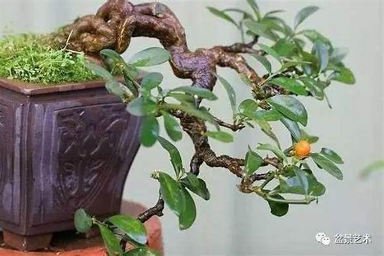 杜鹃花什么时间施肥最好 杜鹃花施肥时间和方法