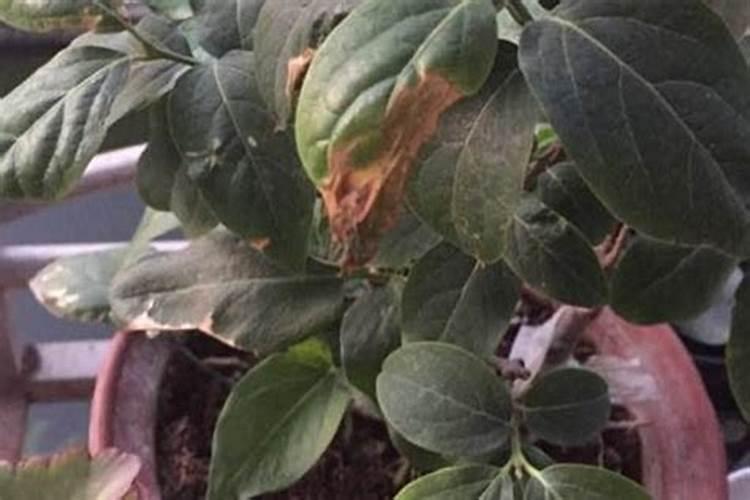 杜鹃花嫁接成活后该不该施肥？