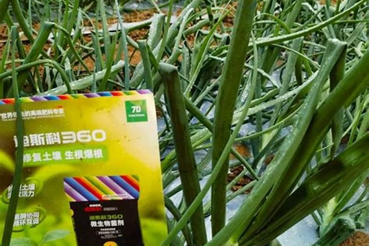 给花浇点84消毒液,3天全都死翘翘了!