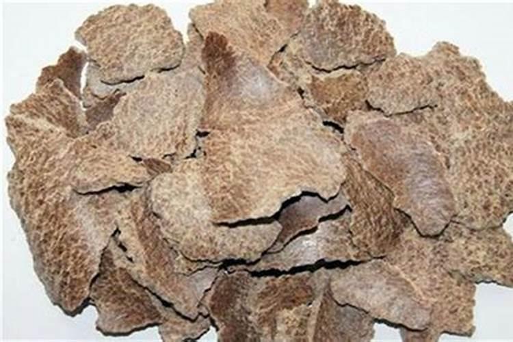 请教养兰高手用做君子兰肥料的(麻子)是蓖麻子吗