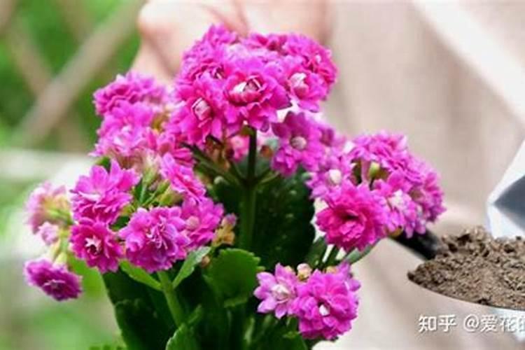 桂花冬天用不用施肥？
