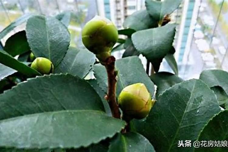 冬天花卉需要肥料吗,冬天如何施肥