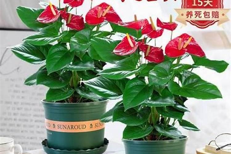 兰花冬季怎么养护和浇水