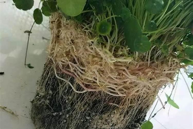 谁知道用什么肥料才能让花长得更快,更好呢