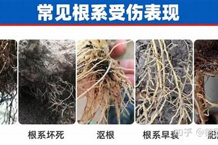 花卉叶面肥用什么好 花卉叶面肥浓度多少合适