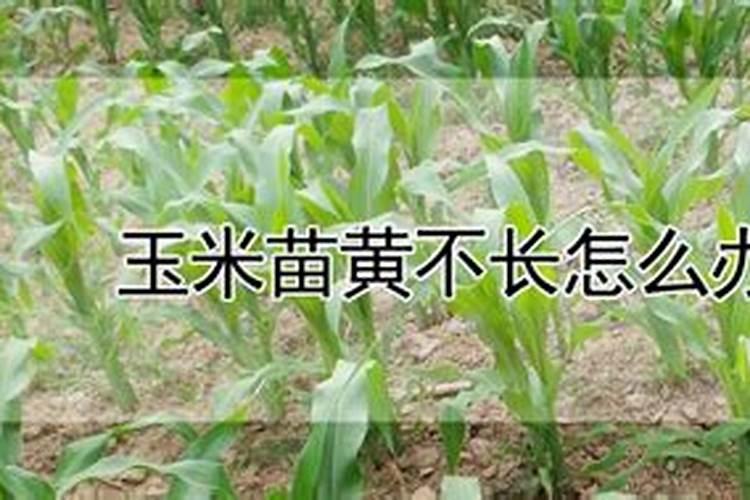 玉米苗叶子发黄干枯是什么原因？