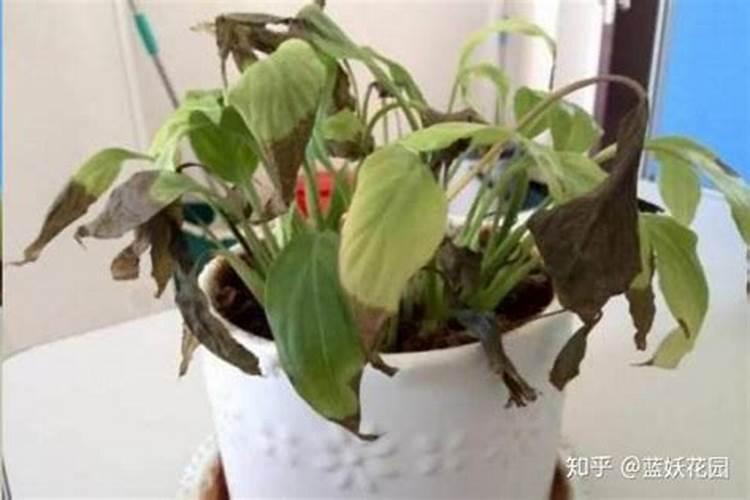 红掌叶子有斑点枯黄