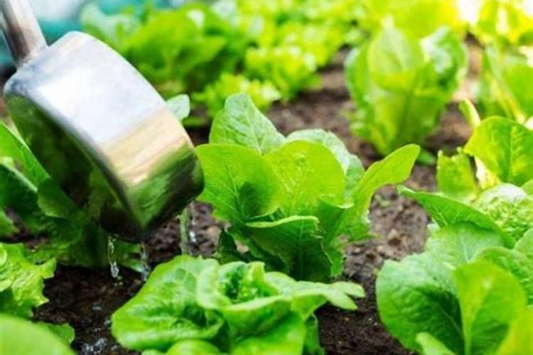 种菜期间施肥用什么样的肥料会更好呢