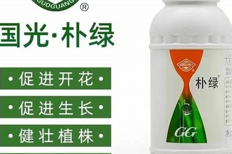 辣椒栽地里后,辣椒杆子变黑是怎么回事？请教专家