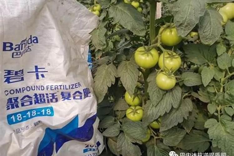 养绿萝用什么肥料最好