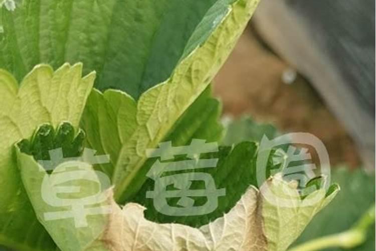 草莓只长叶子不开花怎么办