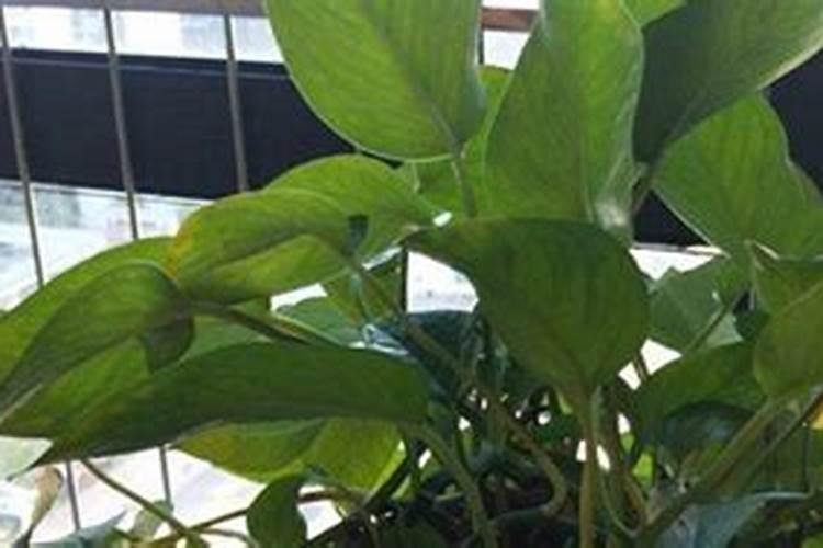 家庭养花要买什么肥料最好(自己在家种花适合的花肥)