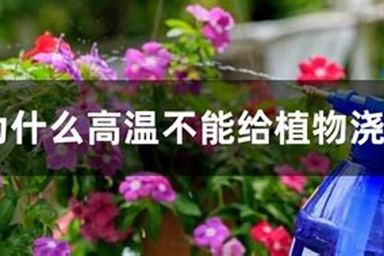 菊花花期能喷硼肥吗？