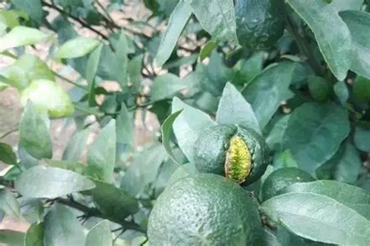 苹果树上什么肥料好