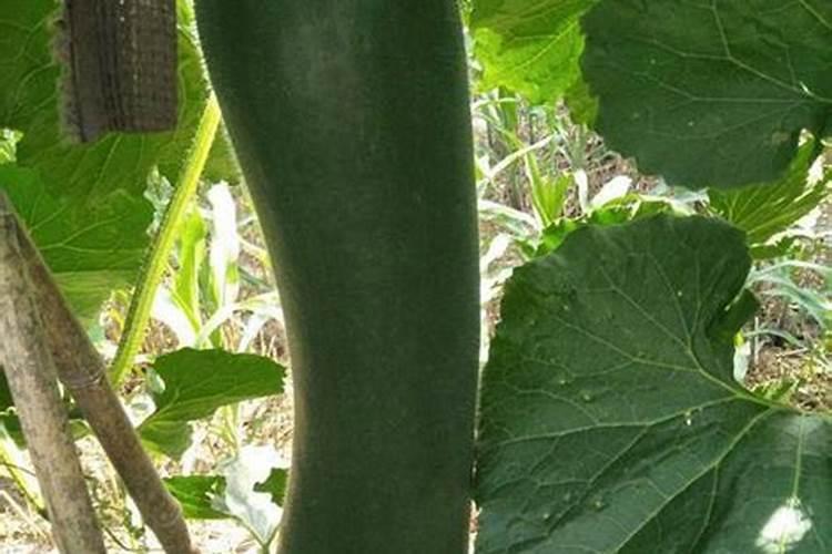 黑皮冬瓜的高产种植技术 冬瓜养殖方法