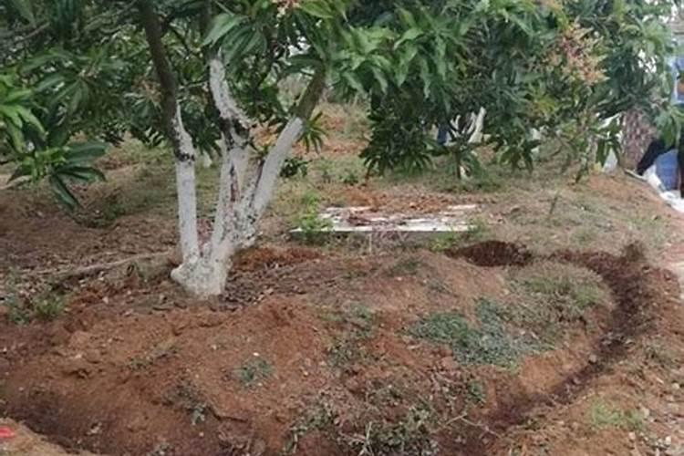 种芒果施什么肥