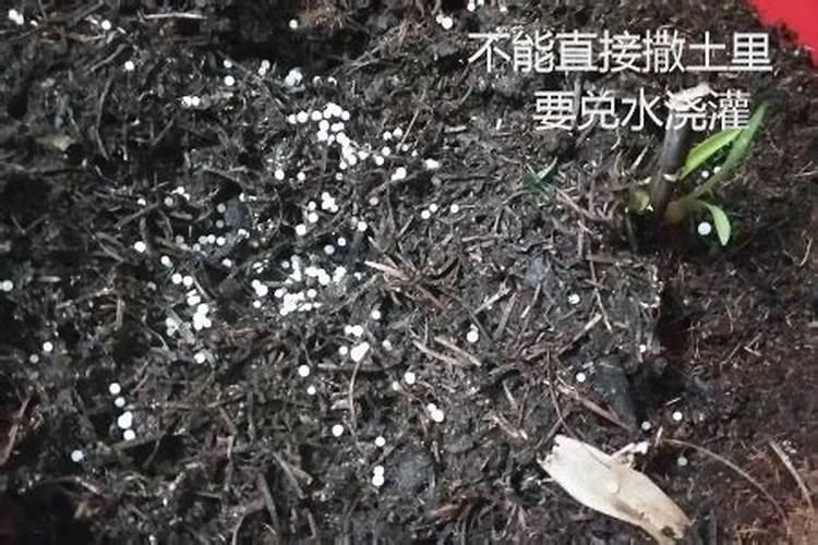 哪里批发月季苗