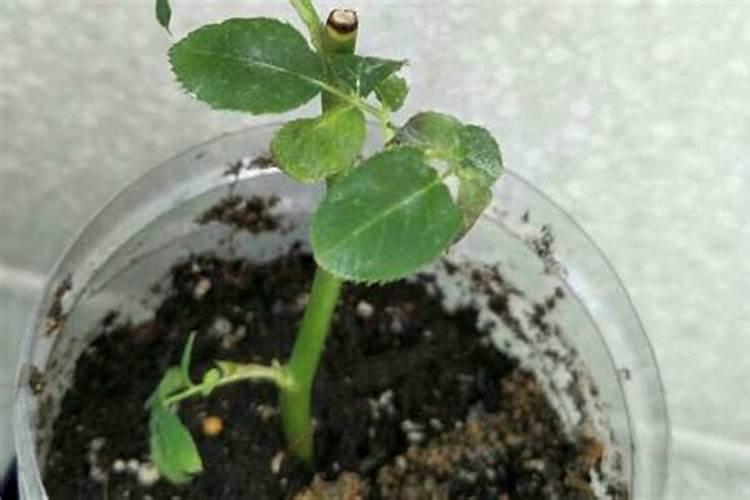 黄瓜白粉病用什么药