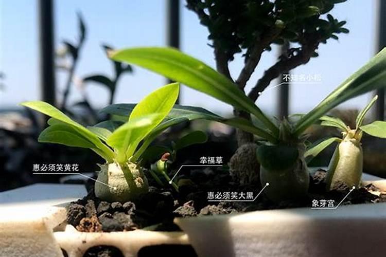 三年级作文仙人掌怎么写作文