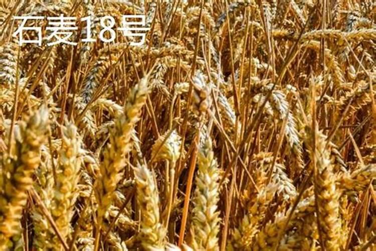 小麦拔节期打什么叶面肥最好
