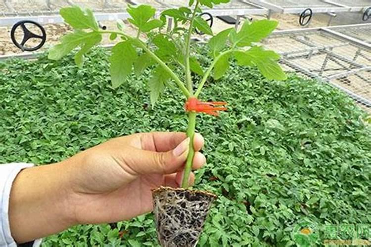 西红柿定植使用什么化肥西红柿施肥的注意事项