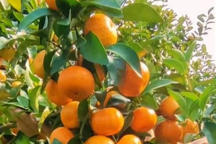 果树促花用什么叶面肥好？