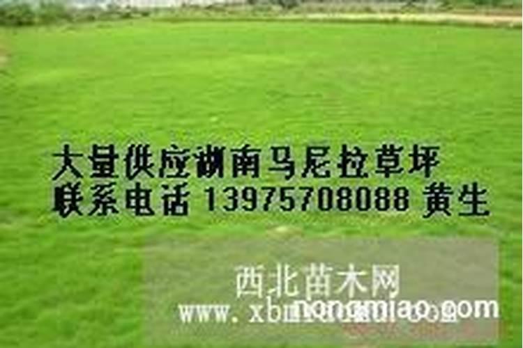 草坪尿素怎么使用