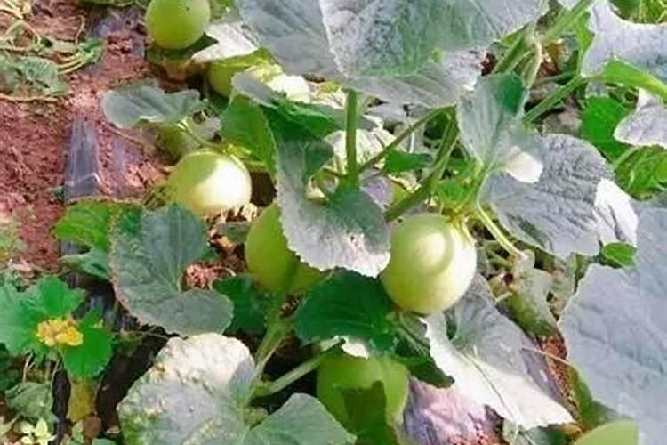露天香瓜种植技术