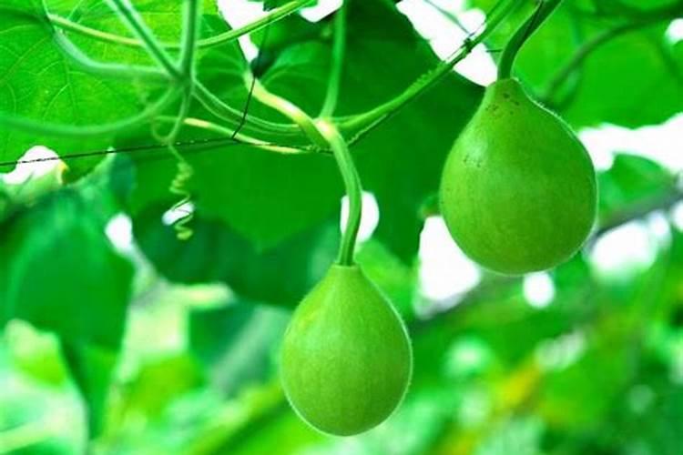 三角梅为什么浇水就不开花
