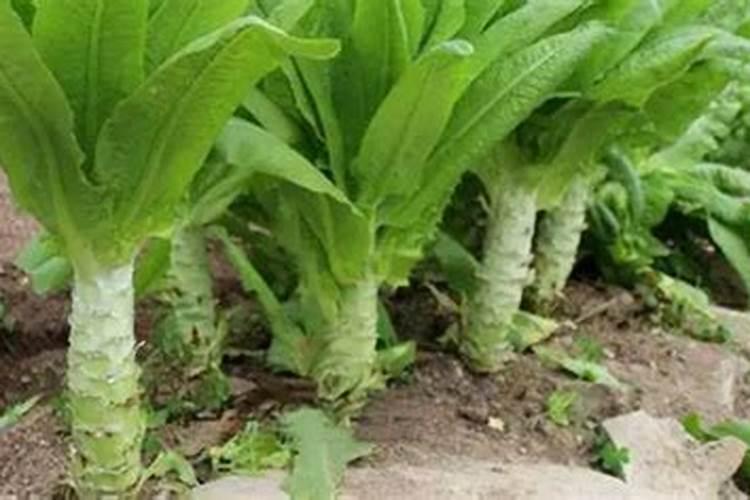 莴笋定植后怎么管理施肥 莴笋病虫害防治