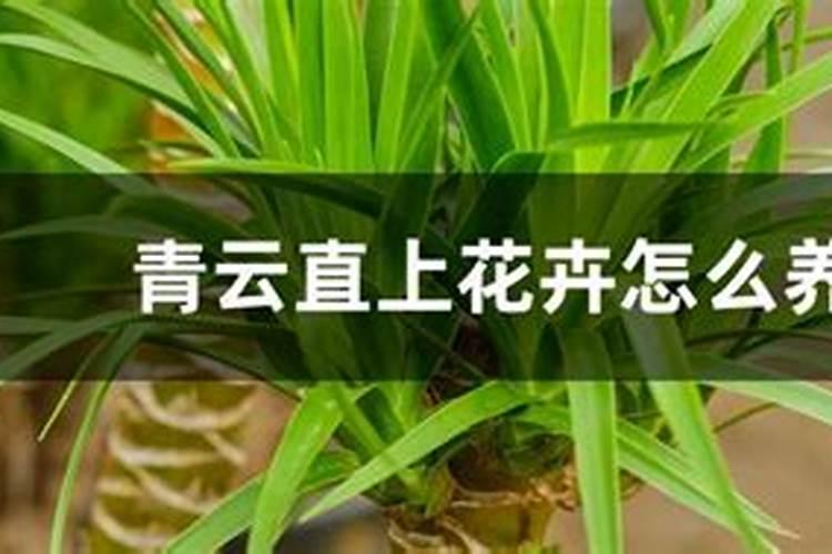青云直上怎么养