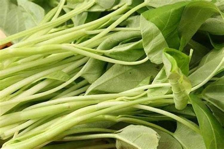 腾腾菜用什么肥好