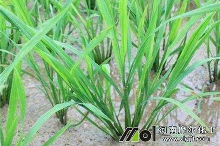 草莓施肥用什么肥料好