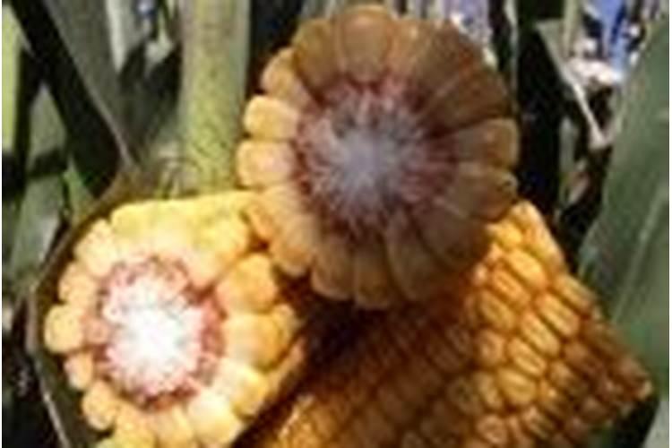 种魔芋用什么肥料