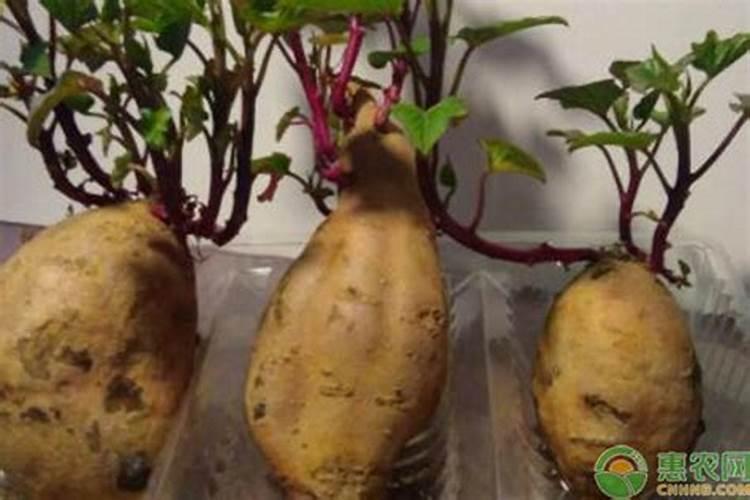 磷肥做底肥会烧根吗