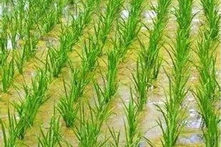 秧苗培育方法,用什么土壤好